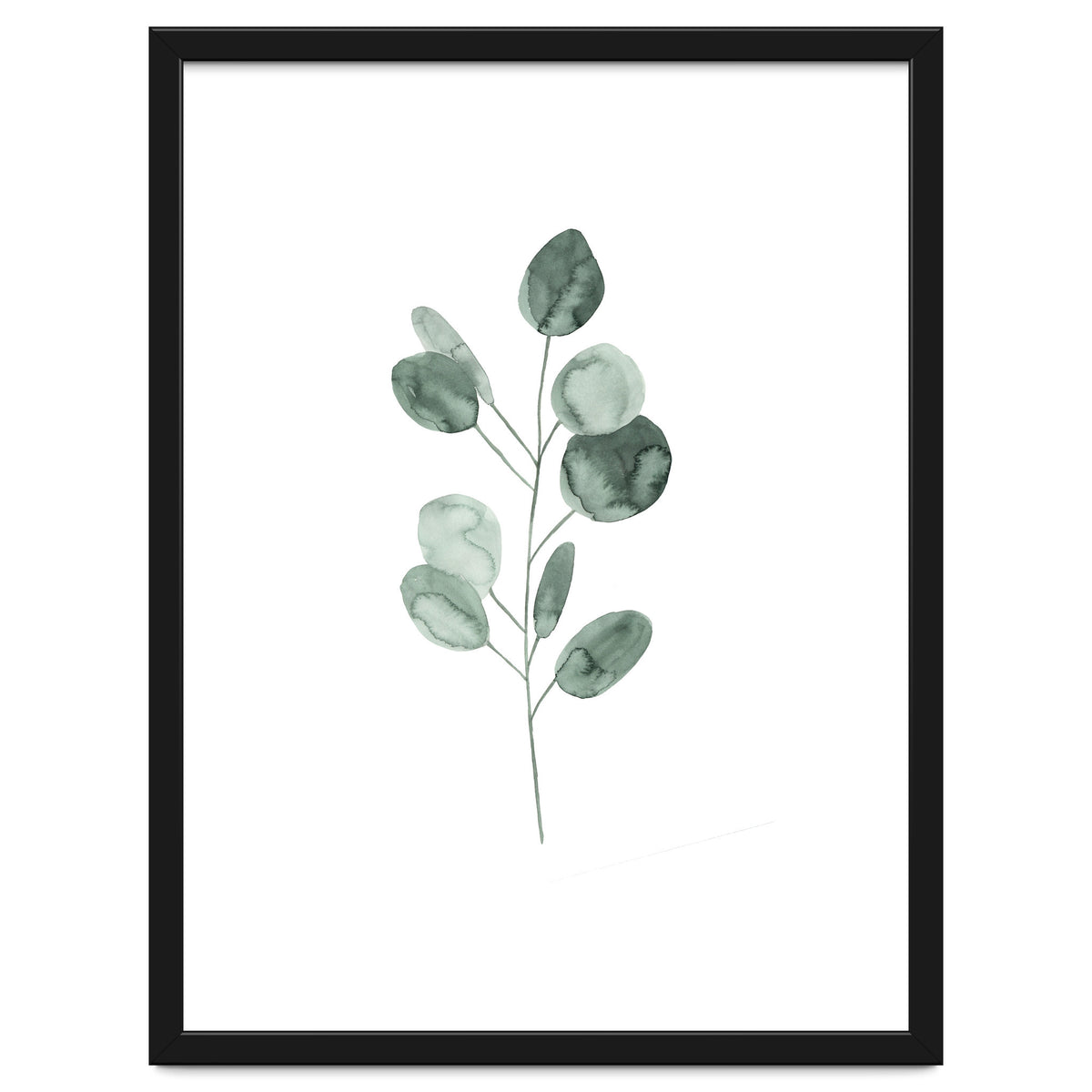 Botanical Illustration Eukalyptus2