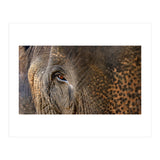 Face To Face - Elephant eye (Print Only) thumbnail