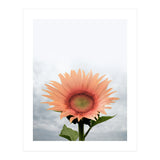 12 (Print Only) thumbnail