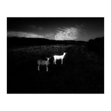 black and white (Print Only) thumbnail