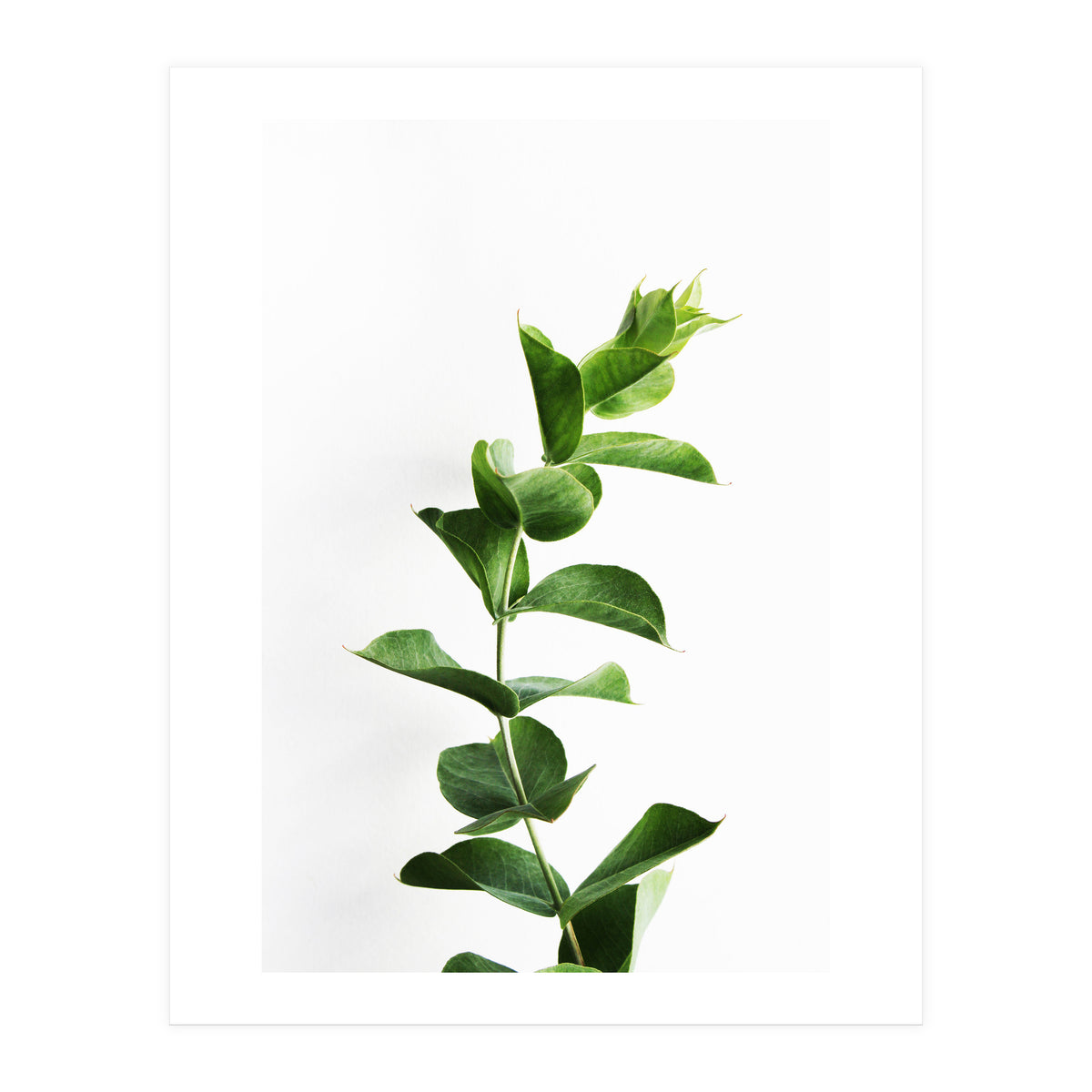 Eucalyptus (Print Only)