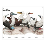 Boobies (Print Only) thumbnail
