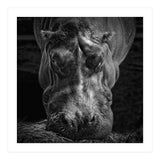 Hippopotamus (Print Only) thumbnail