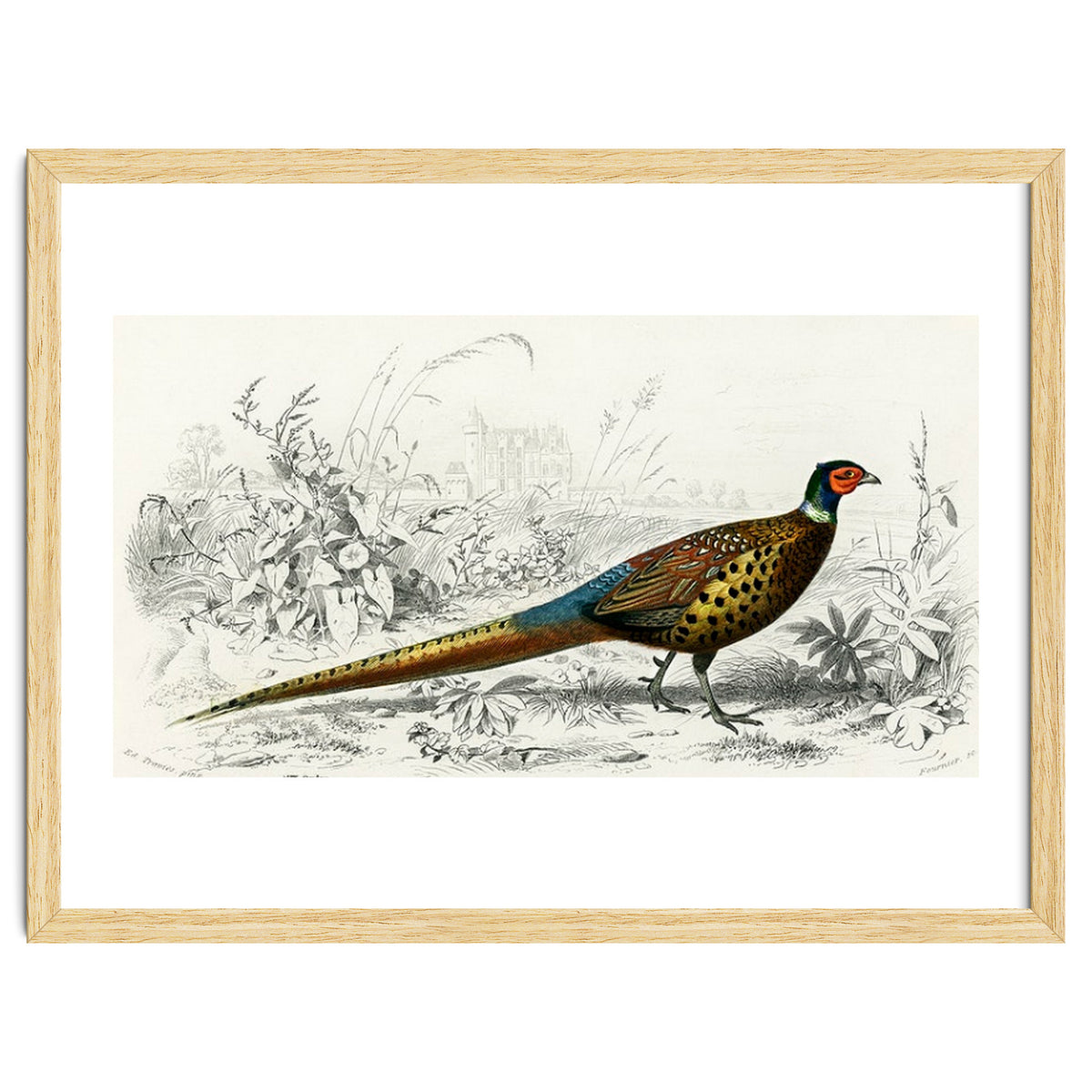 Ring-neckrd pheasant illustrated