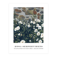 Rosa Sempervirens  (Print Only)
