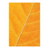 Autumn Leaf (Print Only) thumbnail