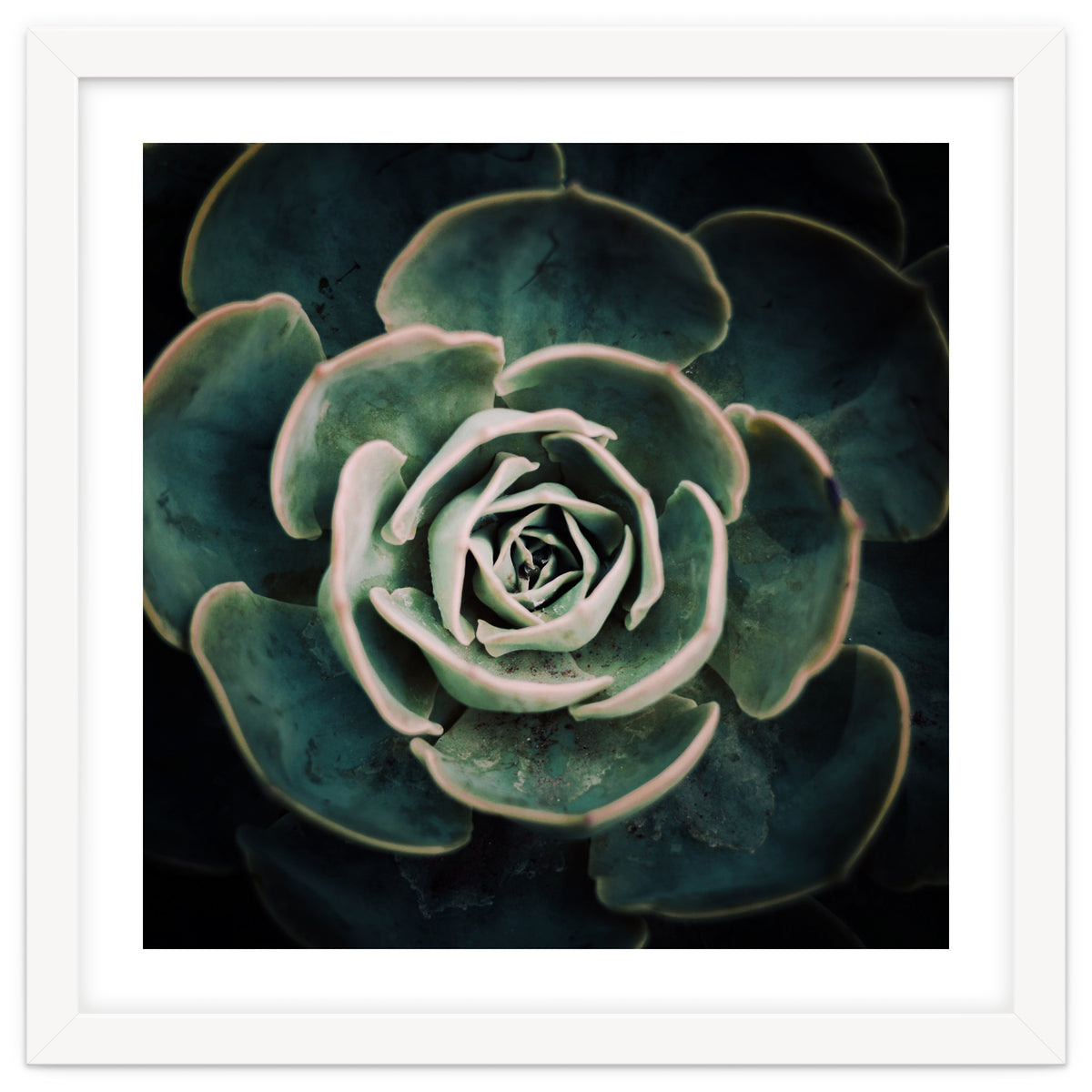 DARKSIDE OF SUCCULENTS IV-A