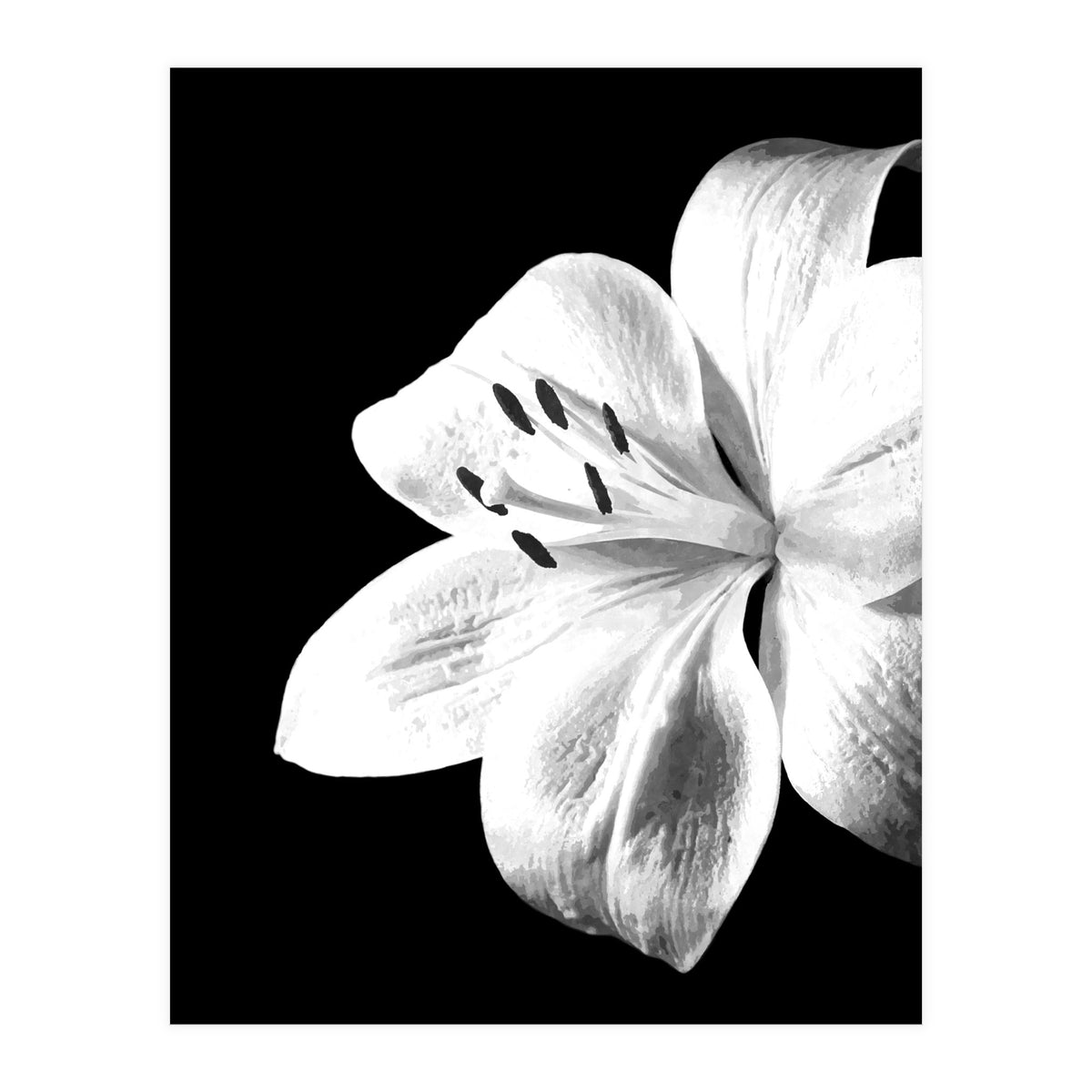 White Lily Black Background (Print Only)
