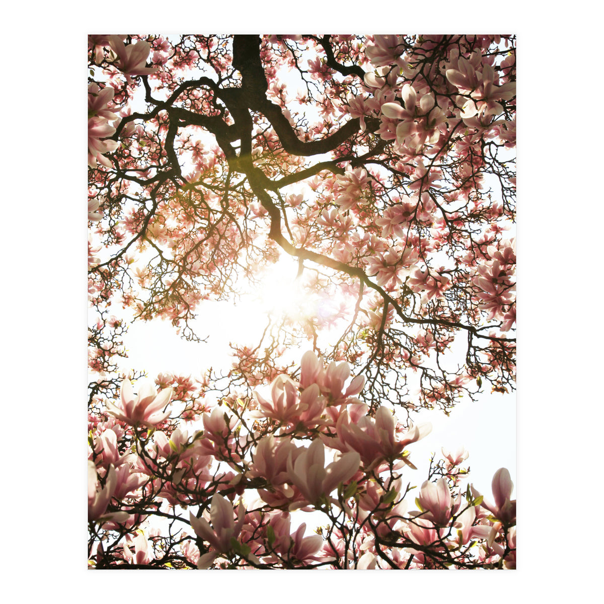 Magnolia tree (Print Only)