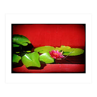 Pond lily (Print Only)