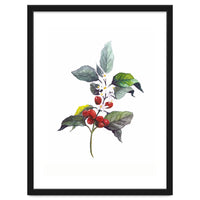 1 Botanical Illustration Kaffee Pflanze