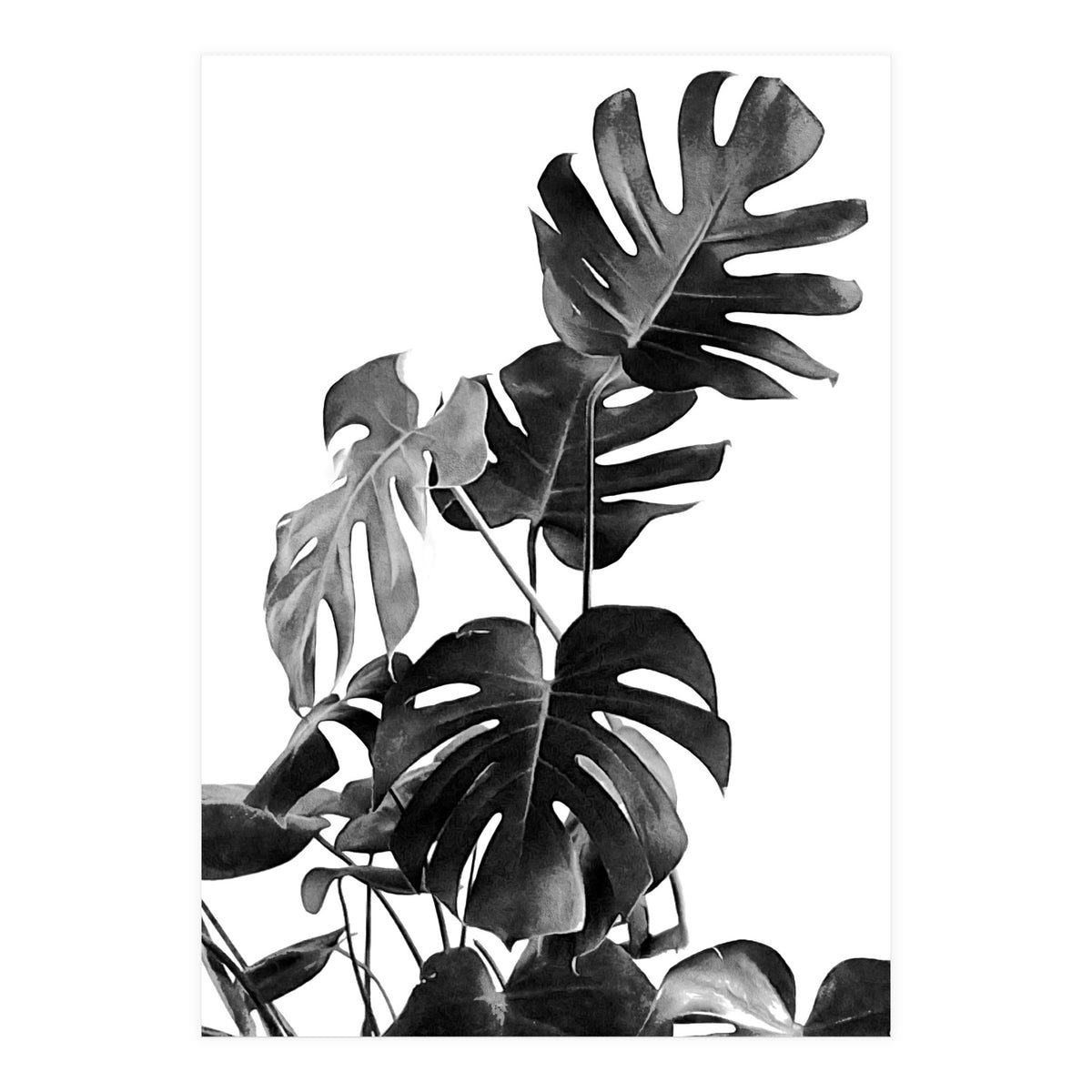 Monstera Black And White 09 (Print Only)