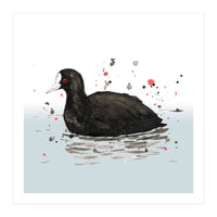 Common coot (Print Only)