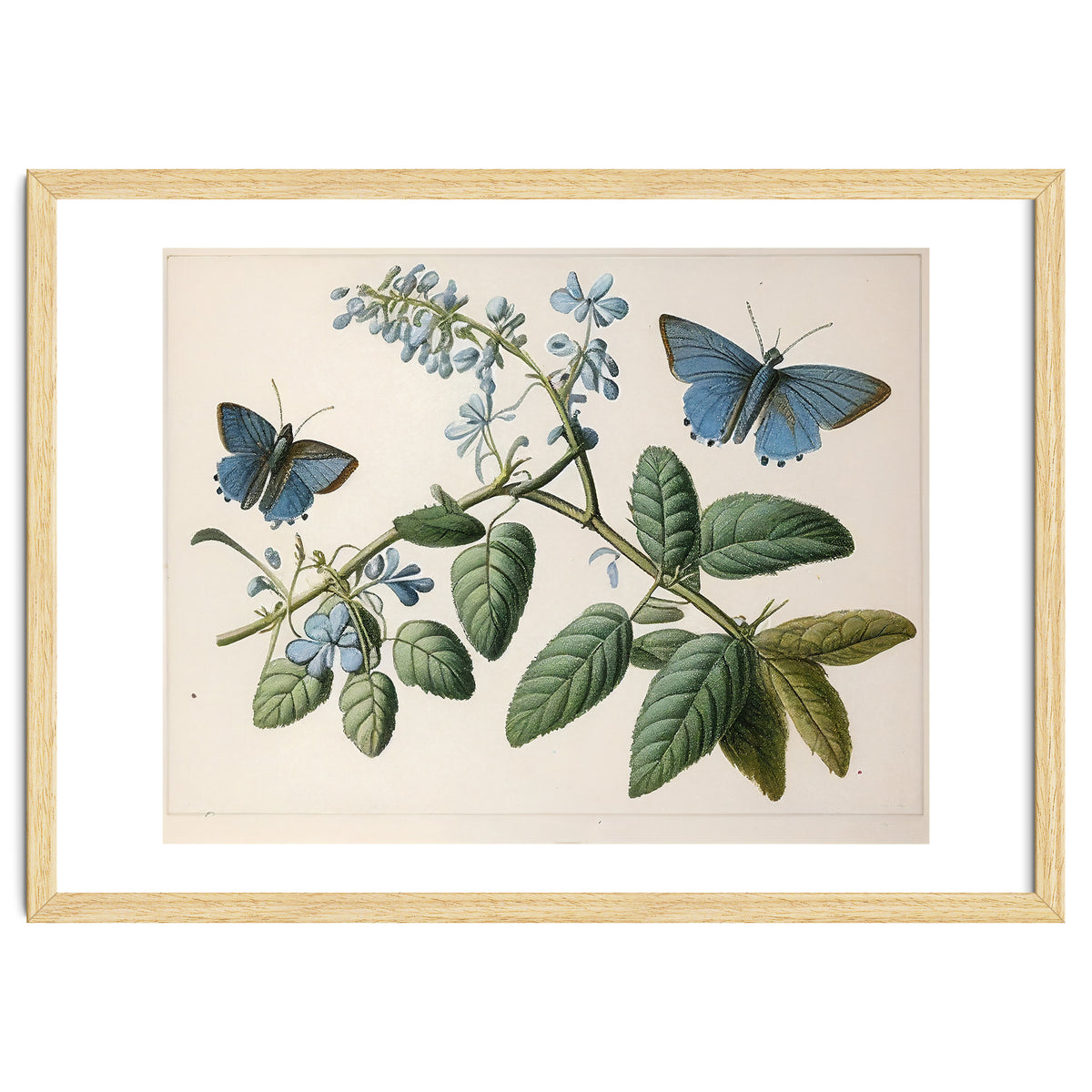 Butterflies Vintage Illustration