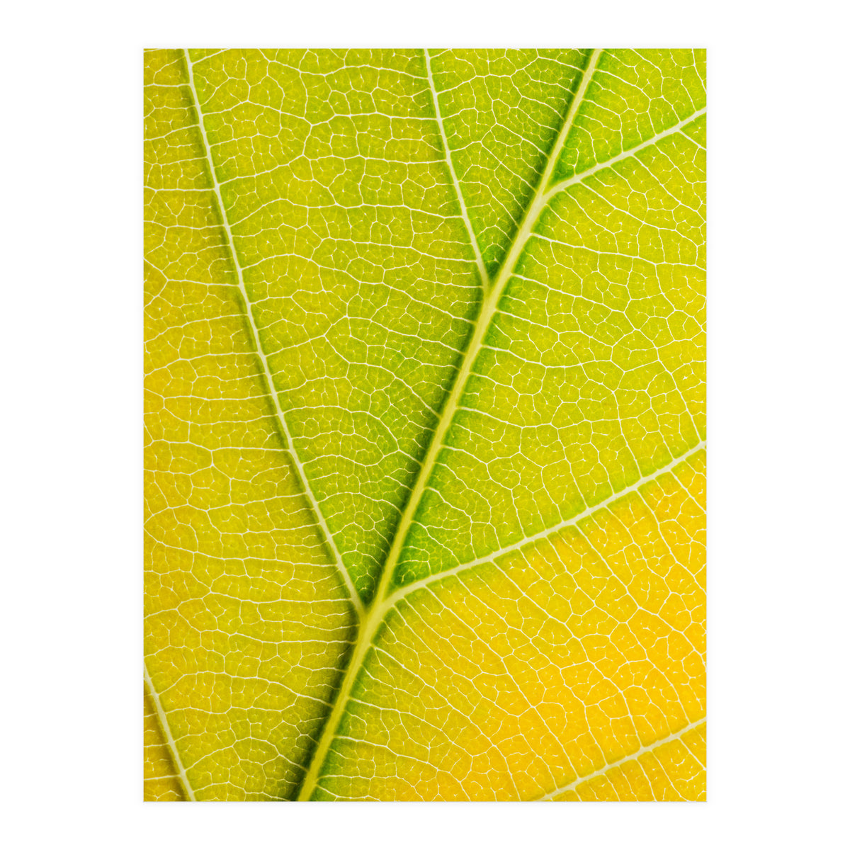 Autumn Leaf (Print Only)