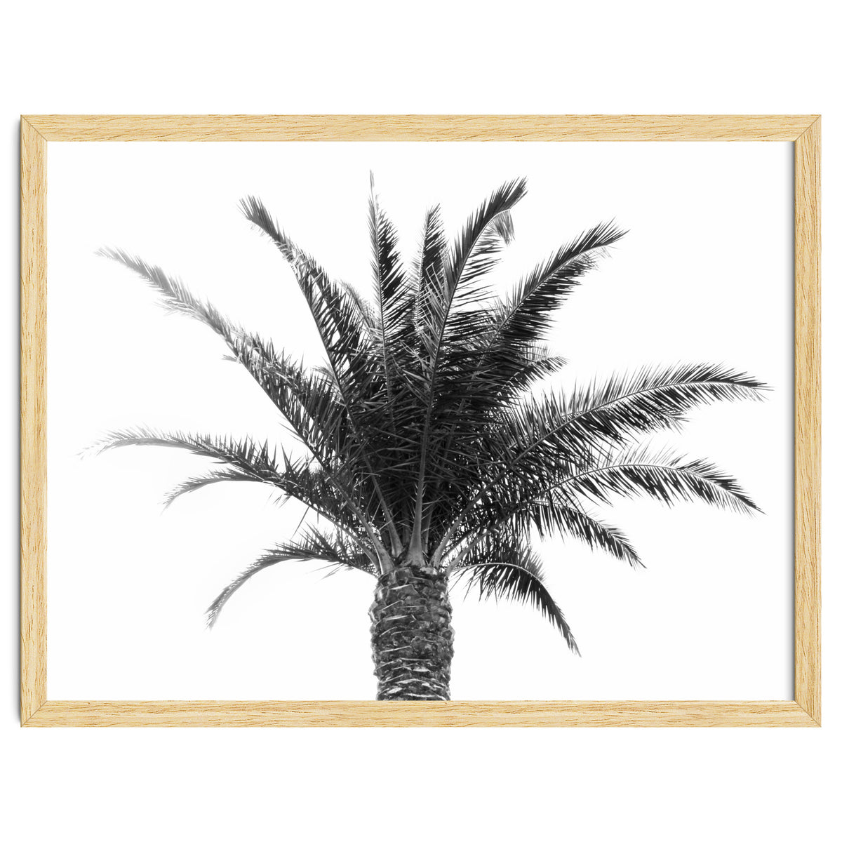 Palm Tree