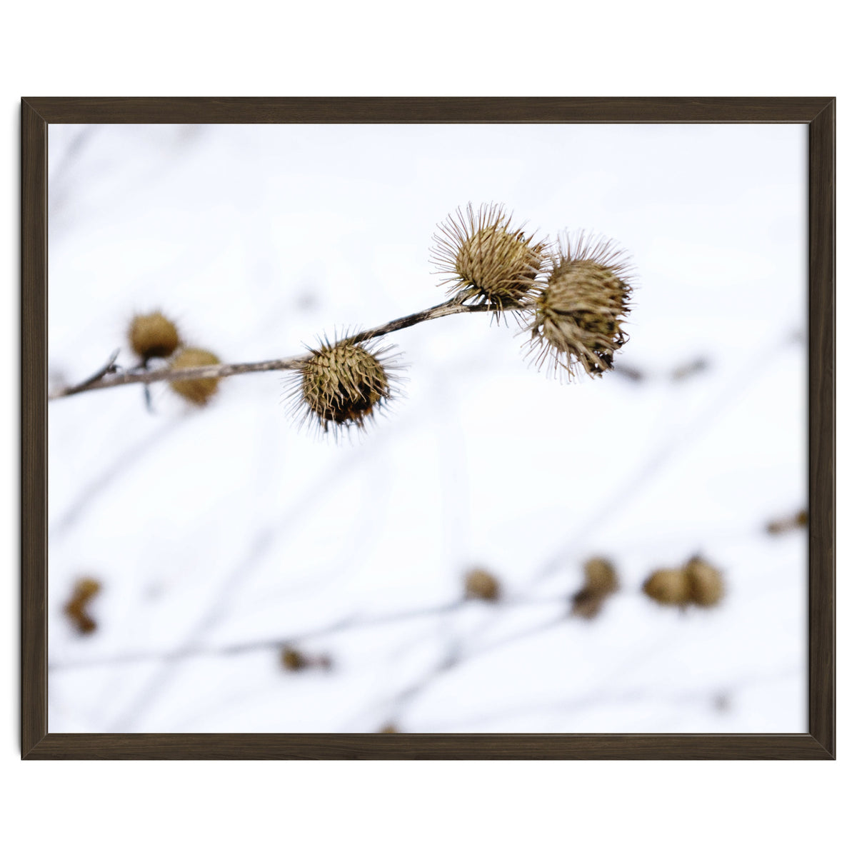 Winter Thistles