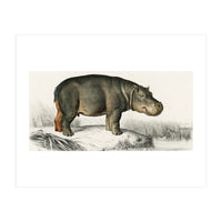 Hippopotamus illustrated (Print Only)