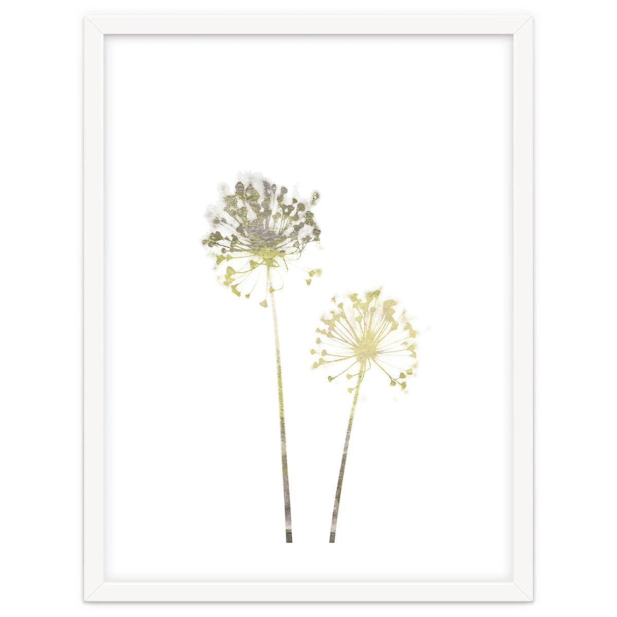Neutral Dandelions