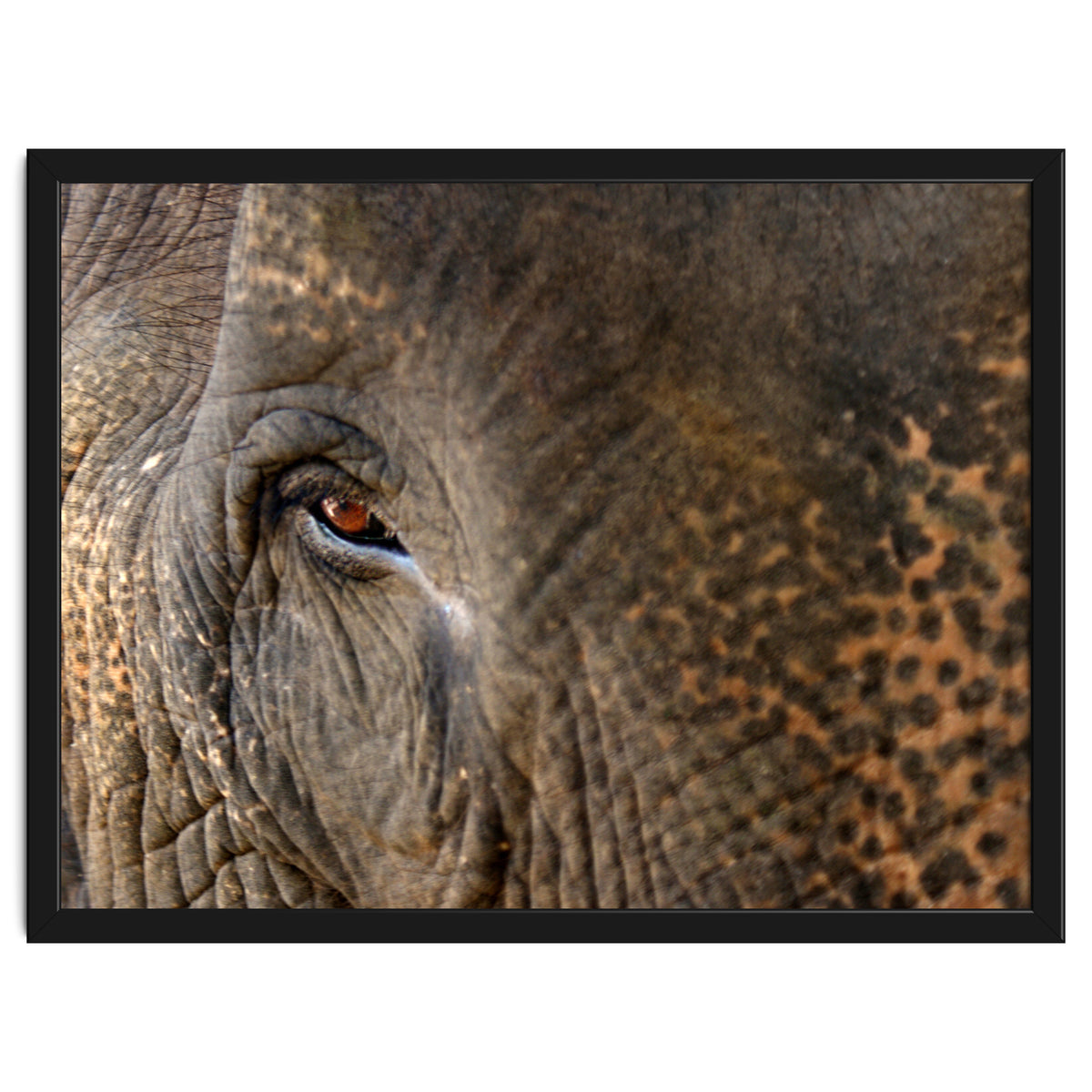 Face To Face - Elephant eye