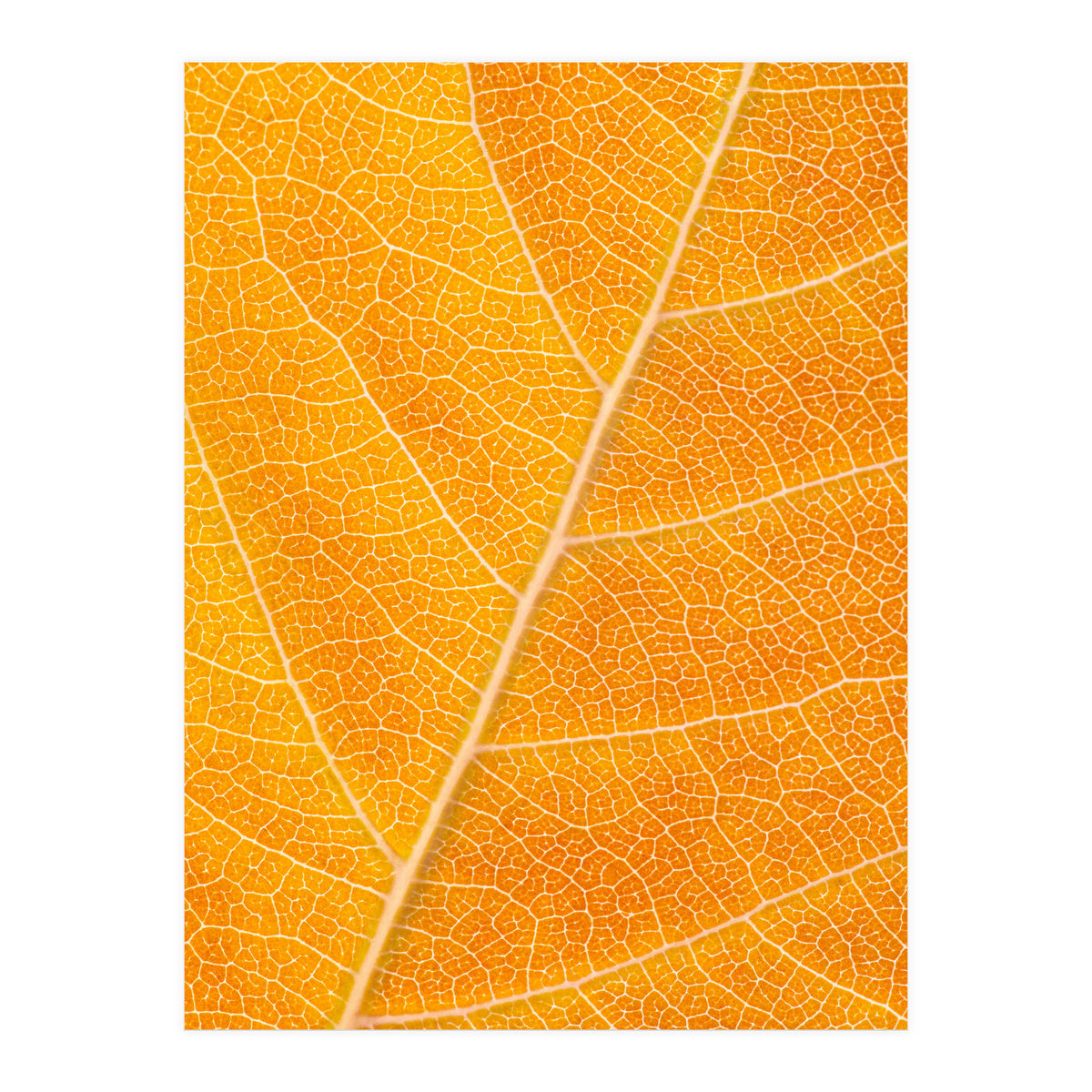 Autumn Leaf (Print Only)