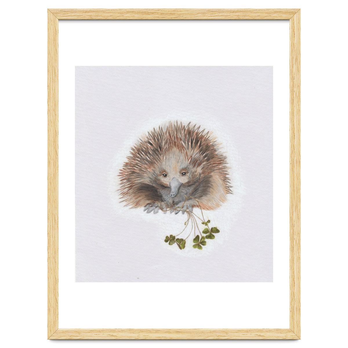 Echidna - Australian Animal Series