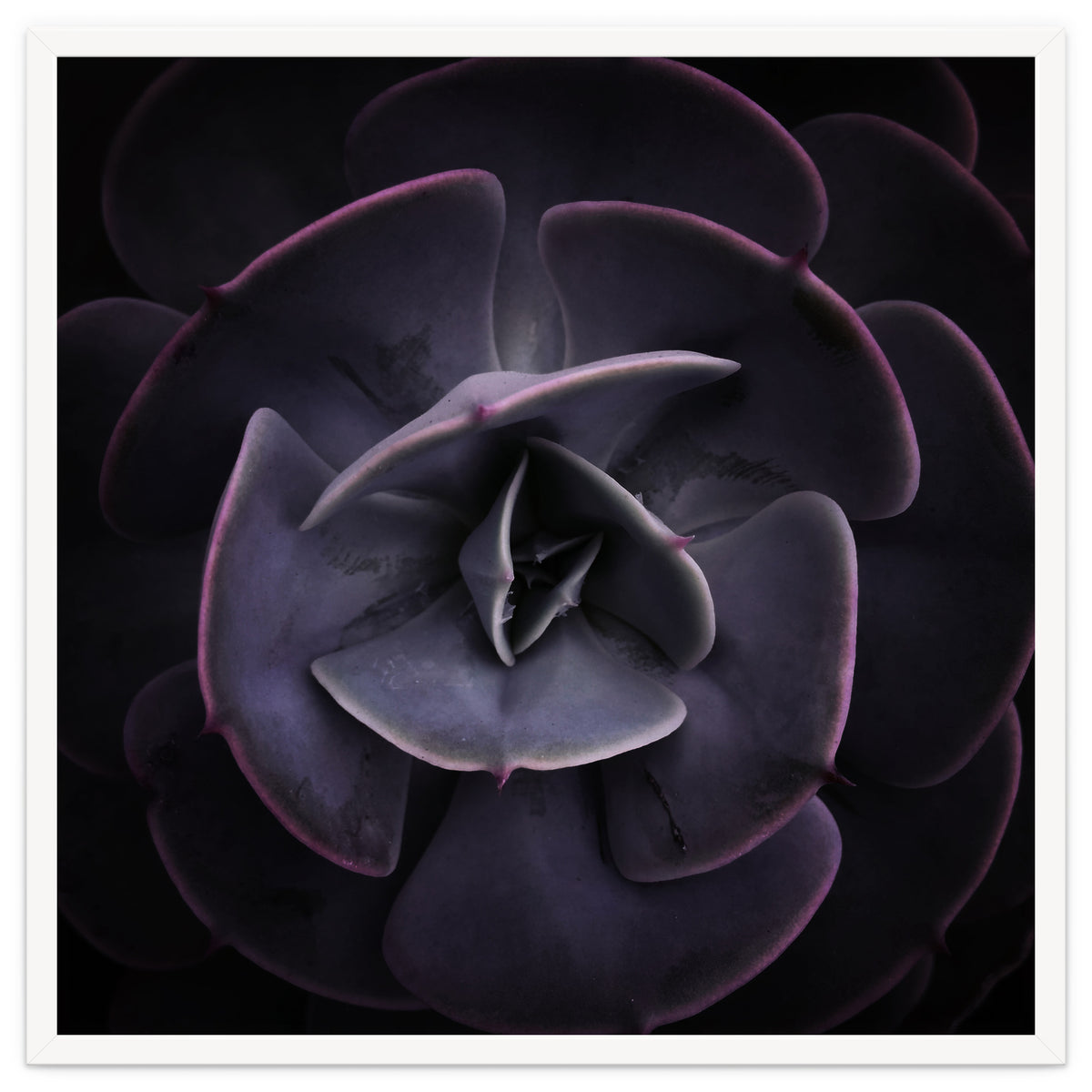 DARKSIDE OF SUCCULENTS VIII