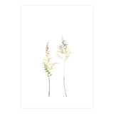 Neutral Astilbe (Print Only) thumbnail