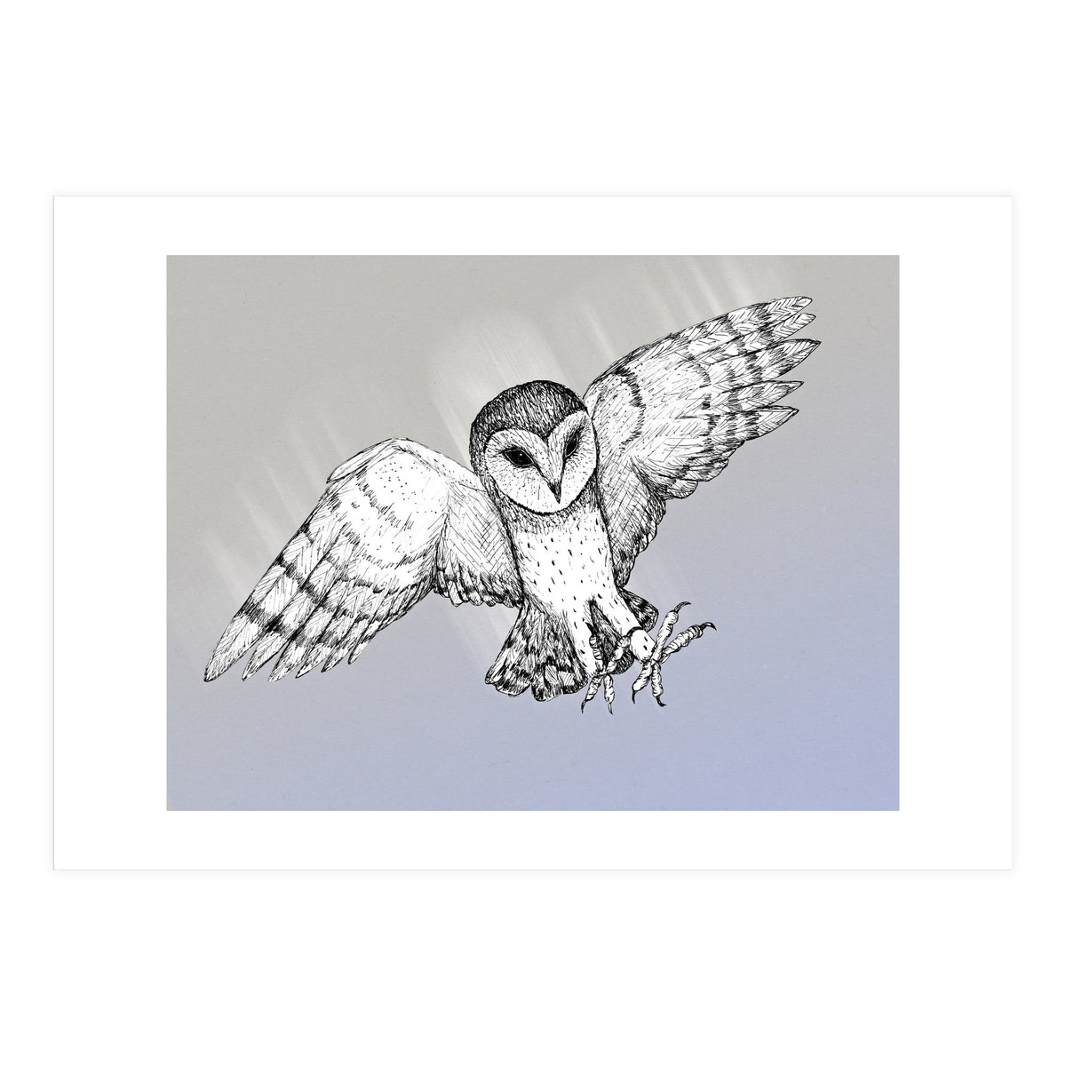 Attacking barn owl (Print Only)