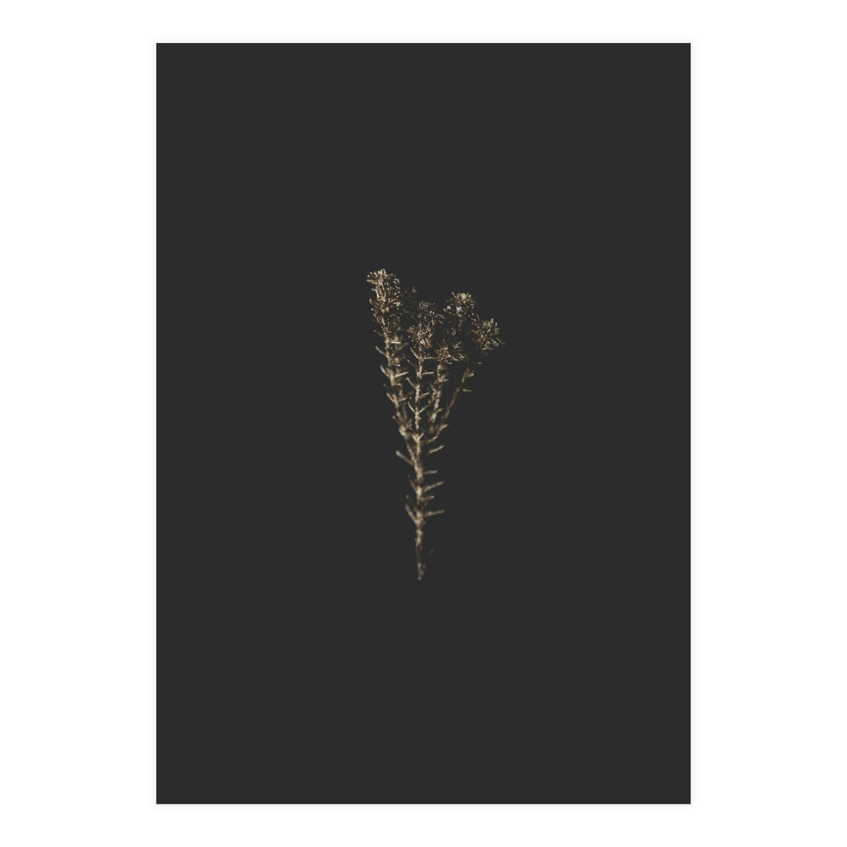 Moody Golden Botanicals (Print Only)