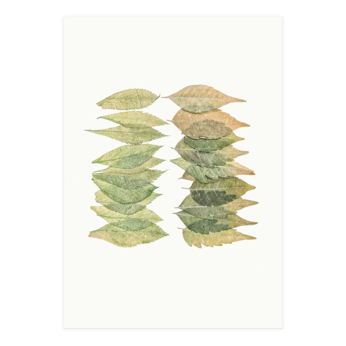 Cc Leaves 01 (Print Only)