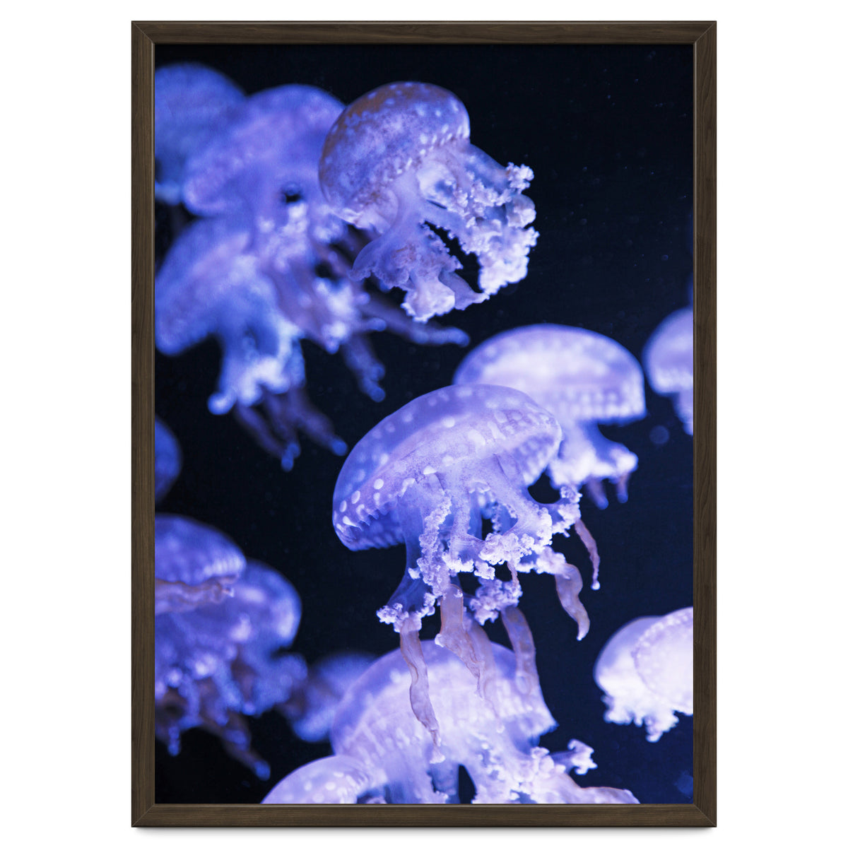 Jellyfish