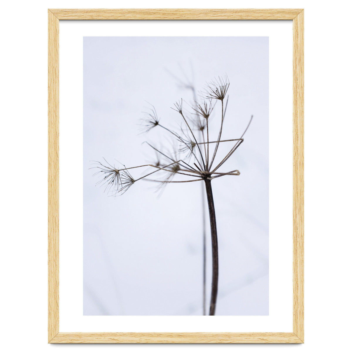 Wildflower in Winter