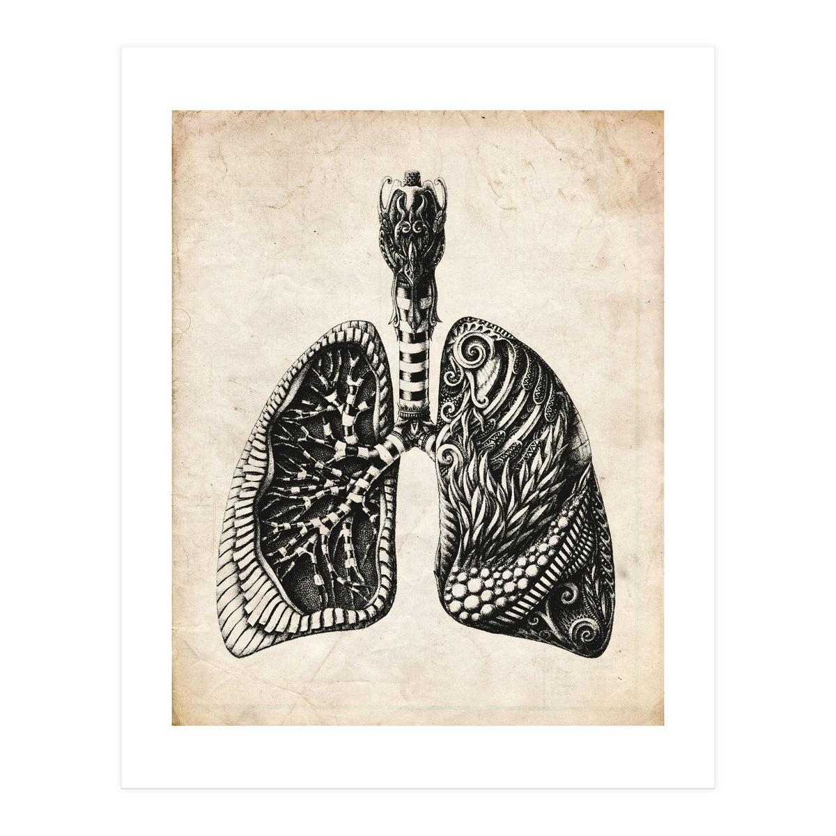 Lungs Anatomy (Print Only)