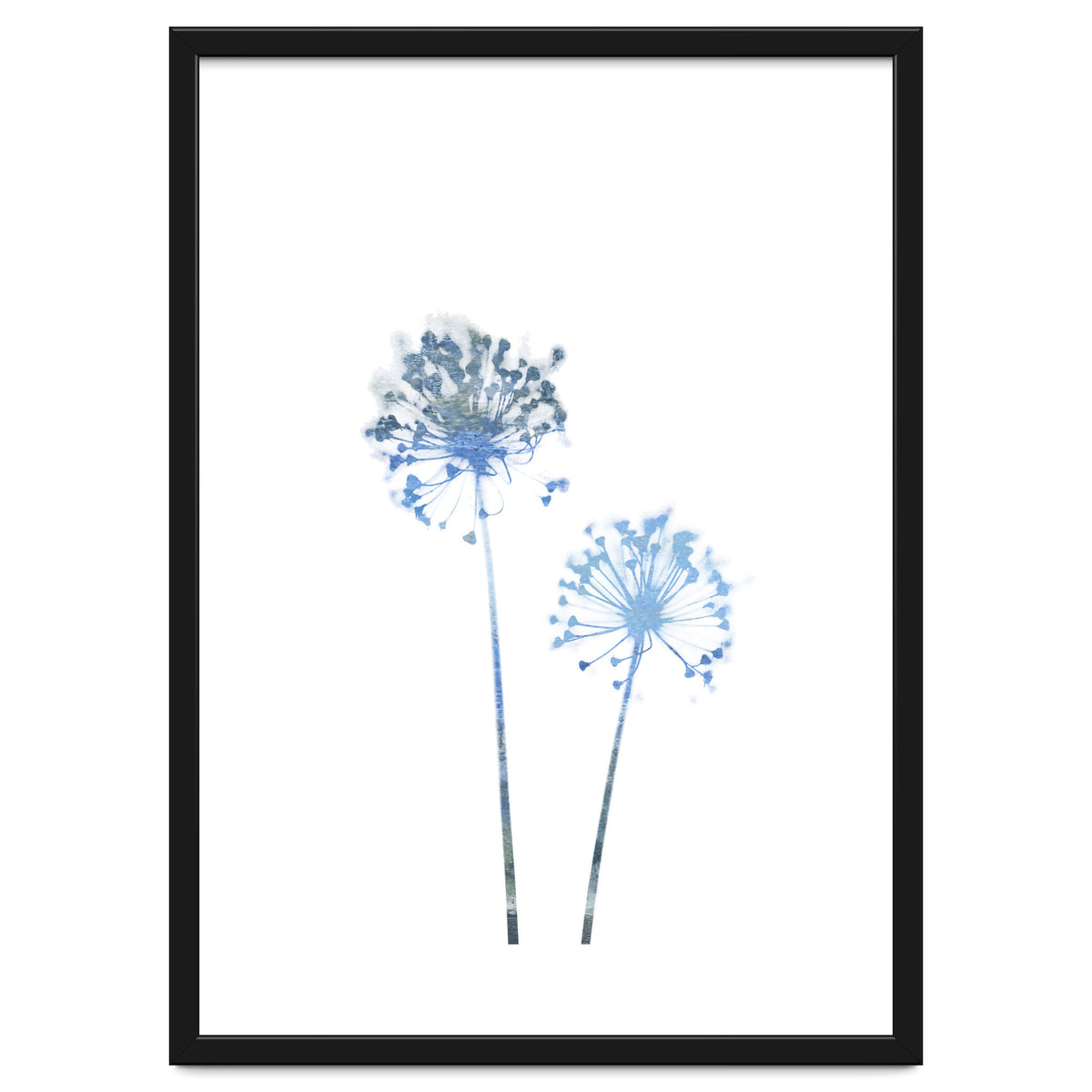 Blue Dandelion