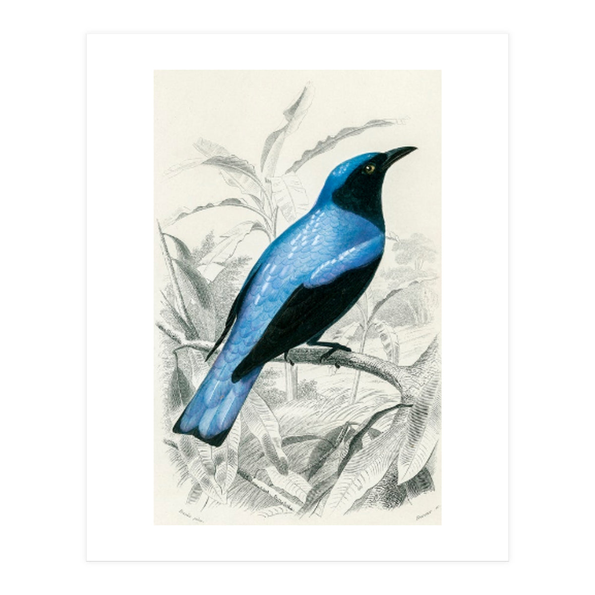 Square-tailed drongo illustrated (Print Only)