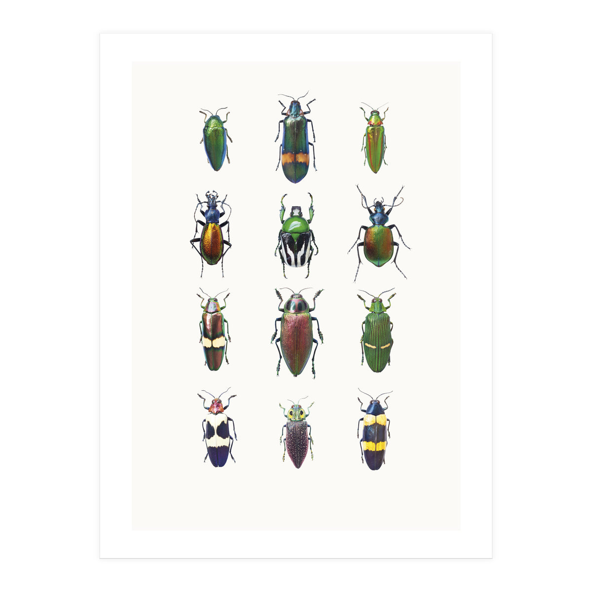 Cc Insects 03 (Print Only)