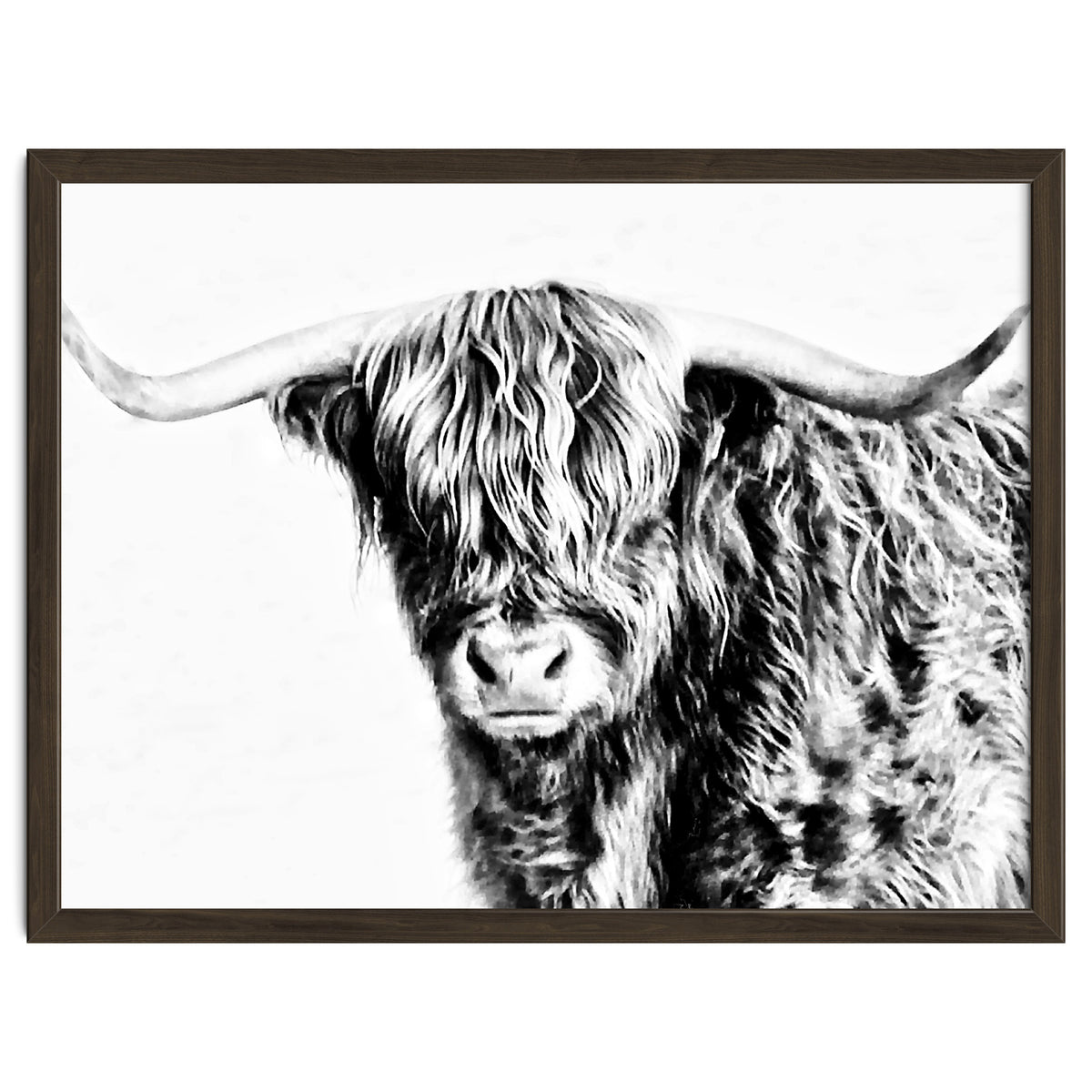 Highland bull