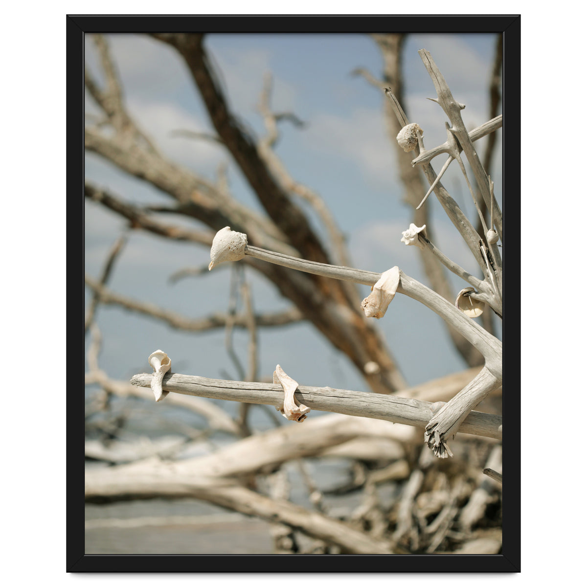 Seashells And Driftwood