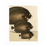 Fish Classic Designs 11 (Print Only) thumbnail