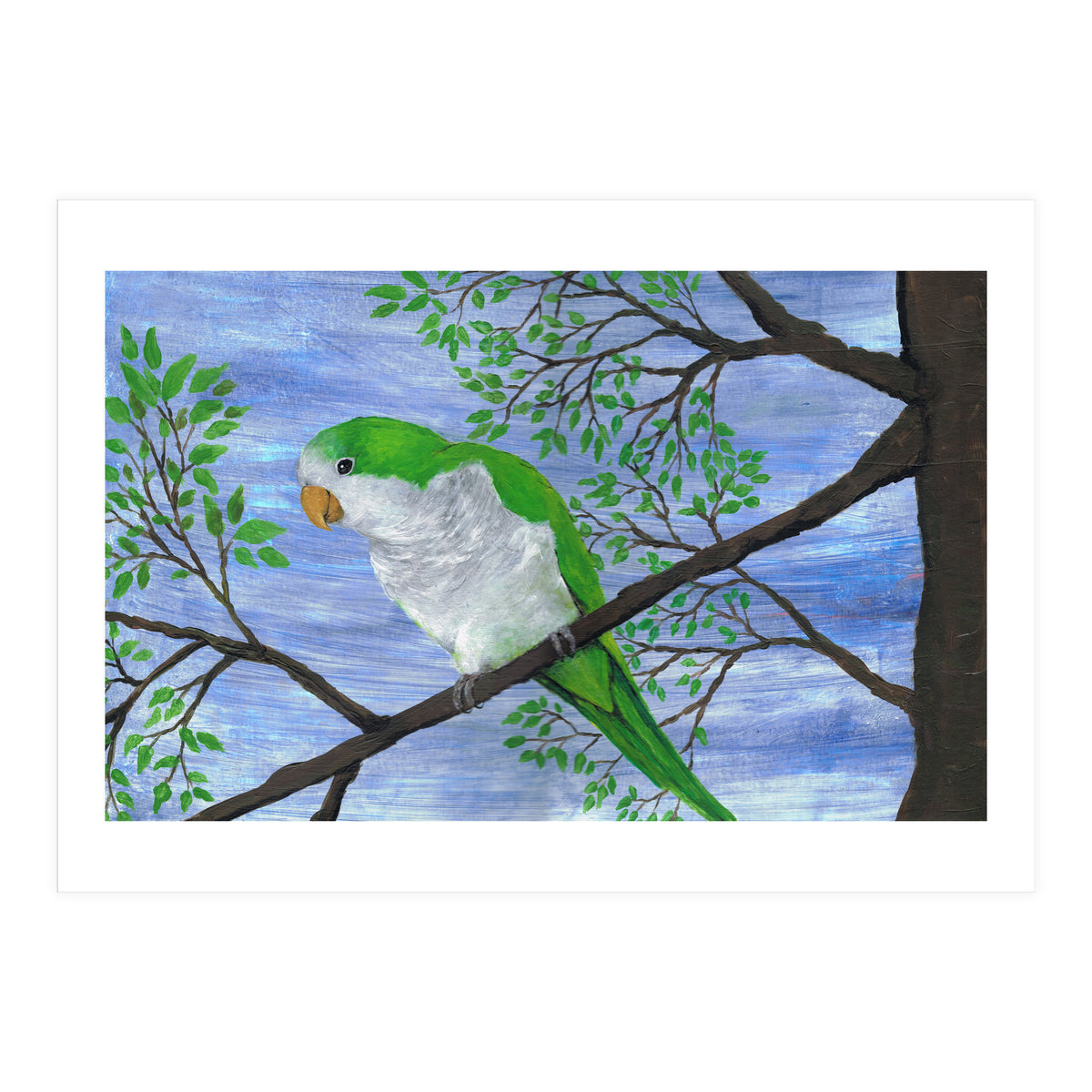 Quaker parrot (Print Only)