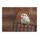 Sparrow (Print Only) thumbnail