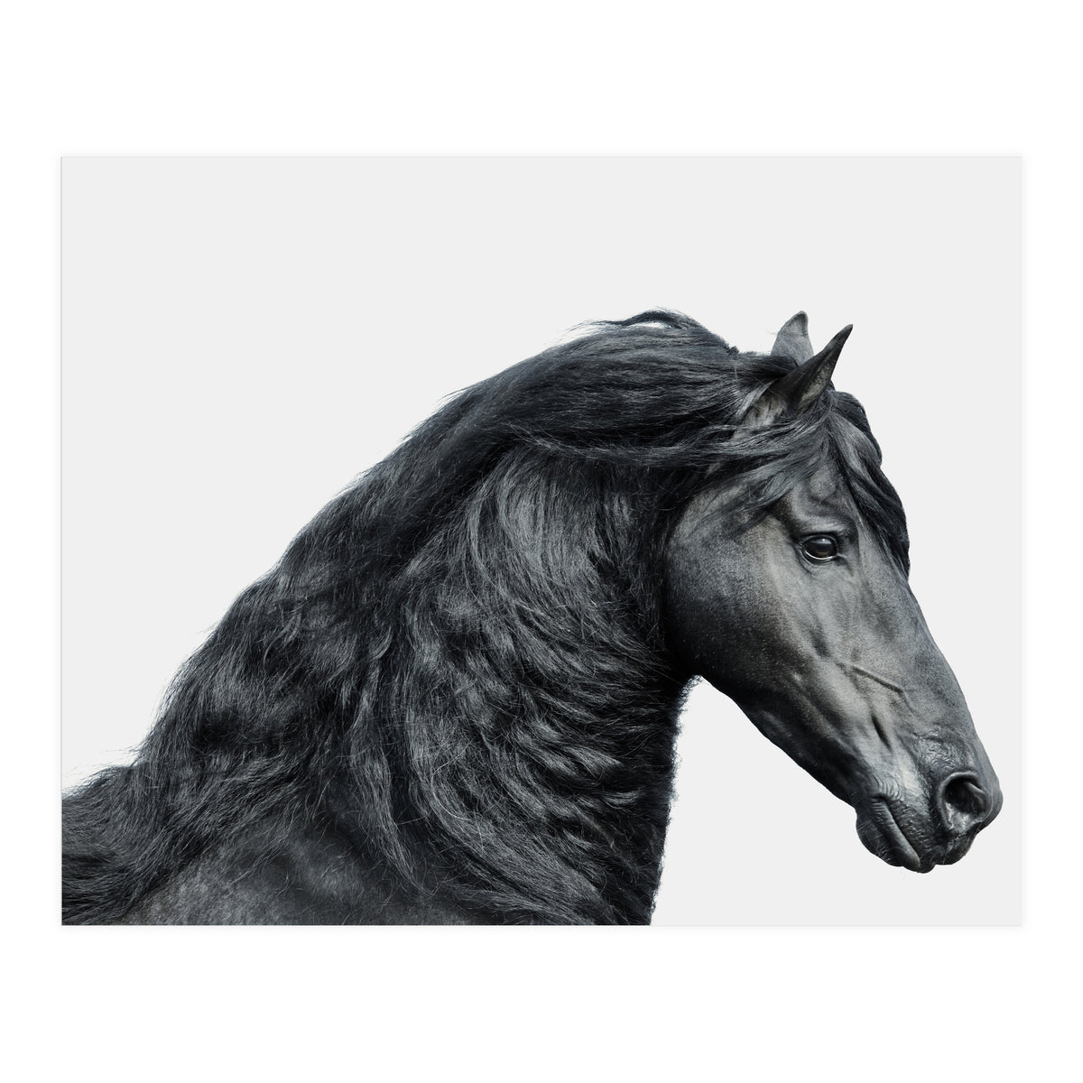 Friesian Horse (Print Only)