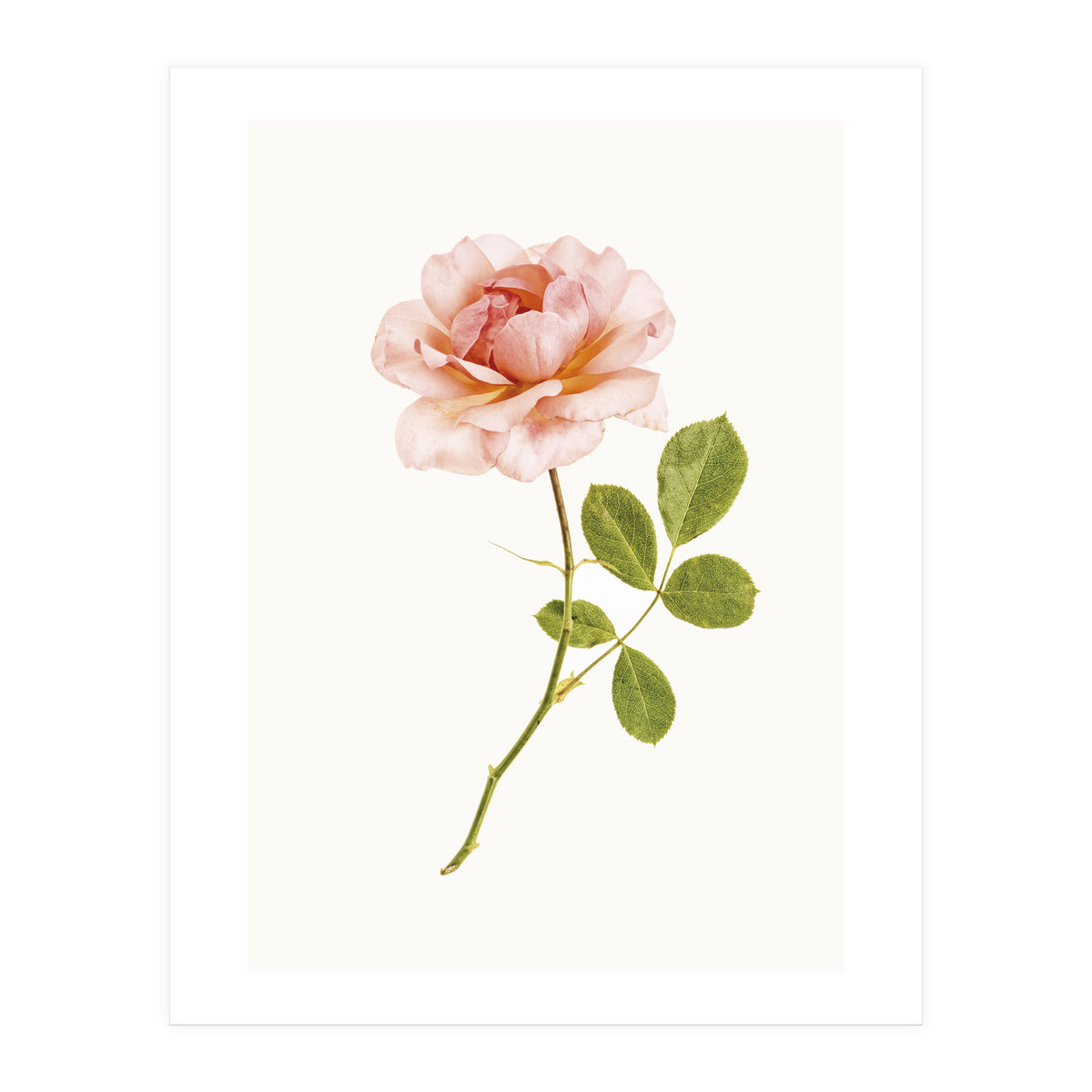 Cc Roses 01 (Print Only)