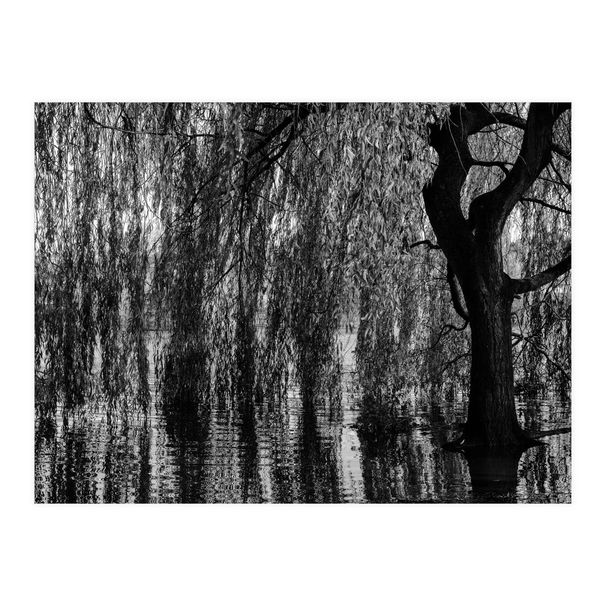Weeping Willow (Print Only)