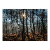 A Special Morning in Heath Warren Woods - Hampshire (Print Only)