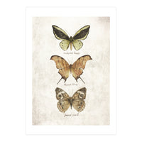 Butterflies III (Print Only)