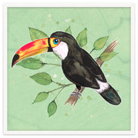 Toco toucan