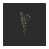 Moody Golden Botanicals - Square (Print Only) thumbnail