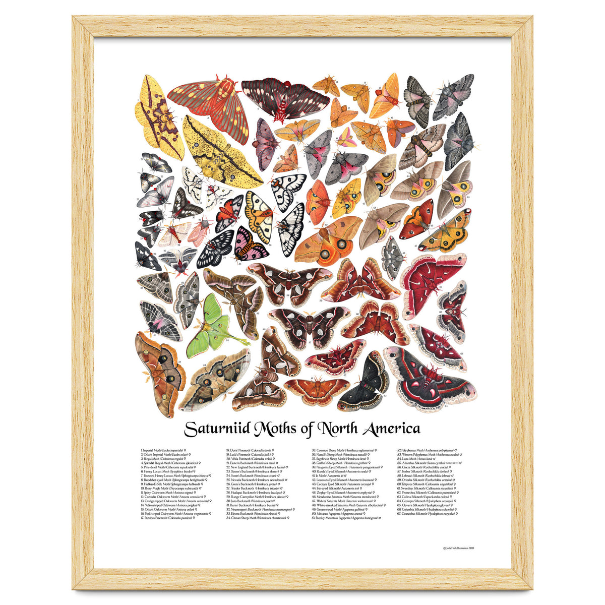 Saturniid Moths of North America